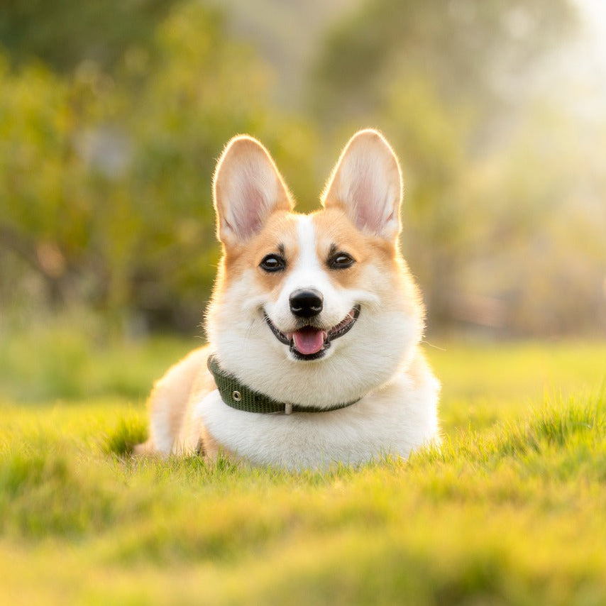 Corgi dog sitting on grass with a blurred natural background