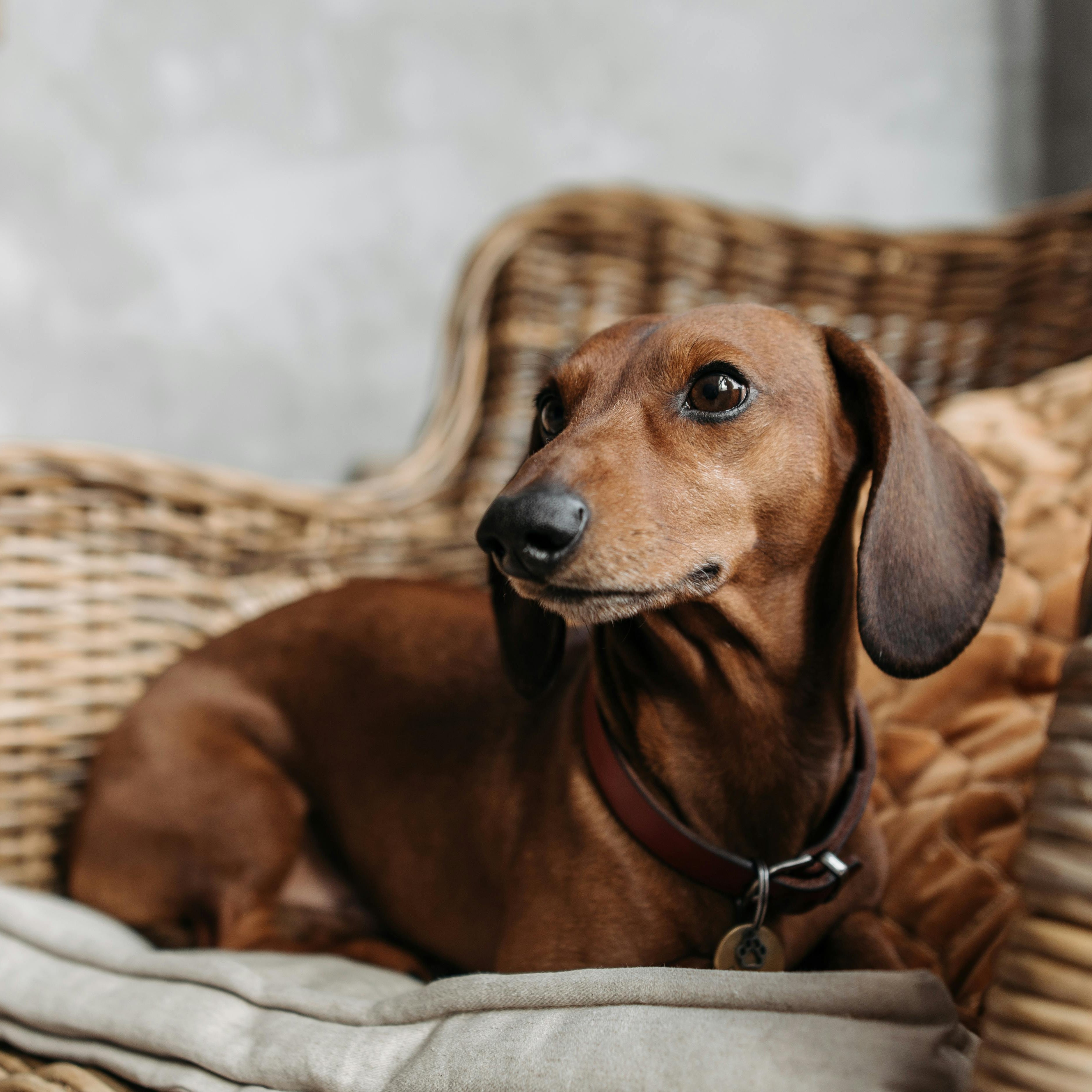 dachshund-laying-on-a-chair