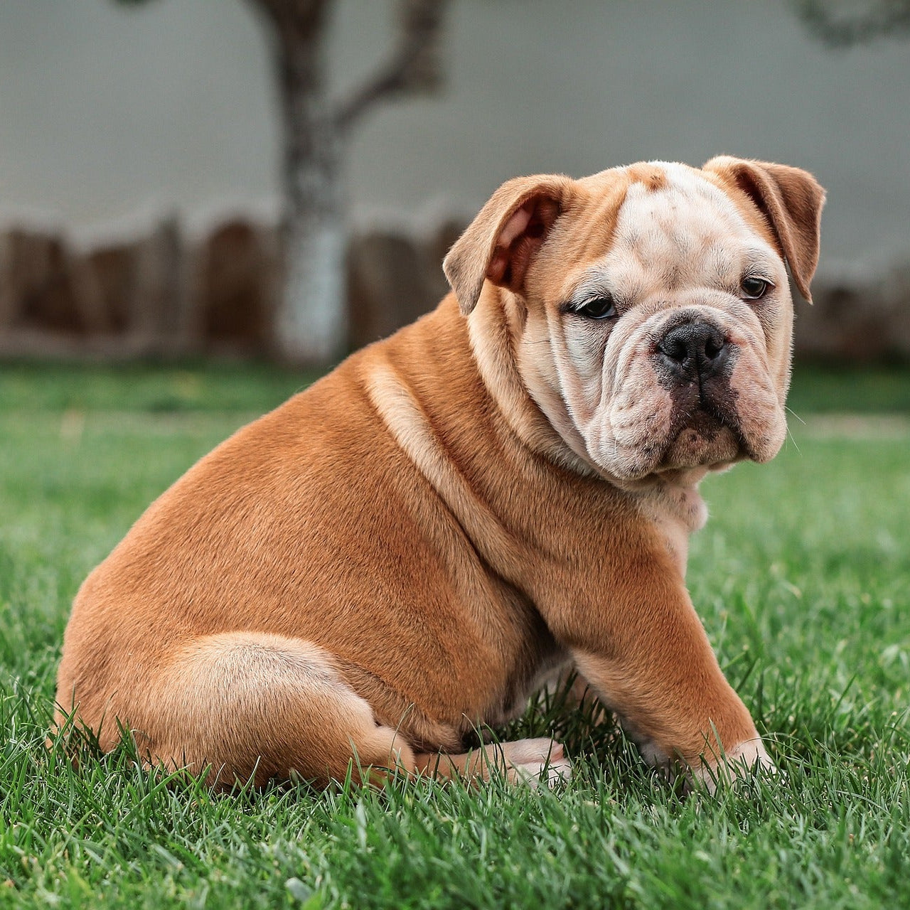 Bulldog puppy sitting on grass with a blurred background