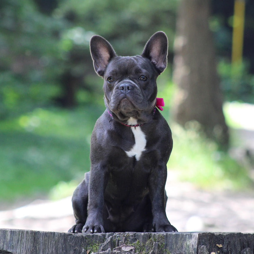 Black French Bulldog sitting on a log in a park setting