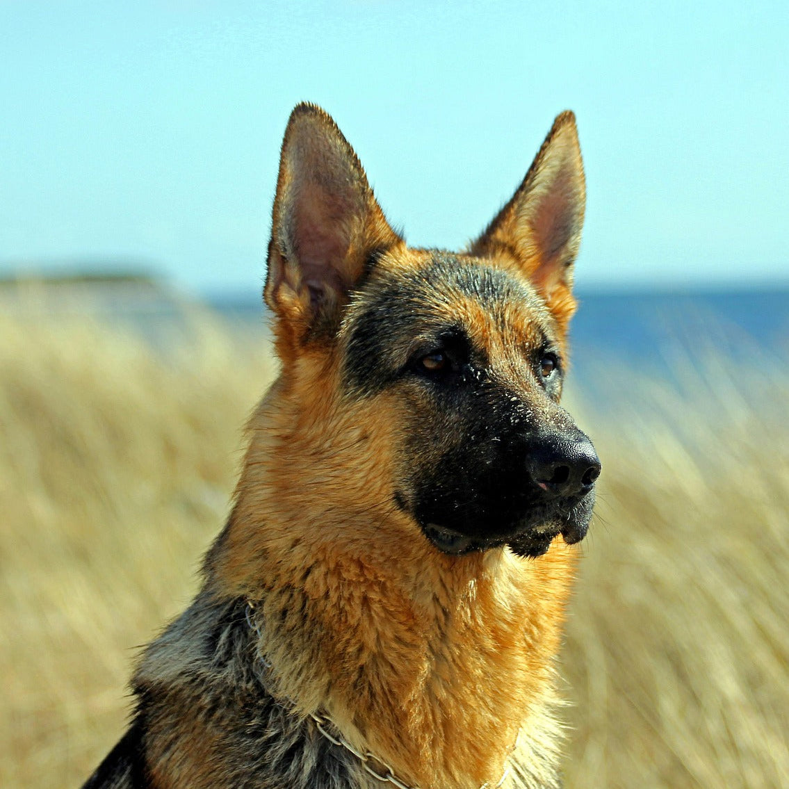 German Shepherd standing on a beach with ocean in the background