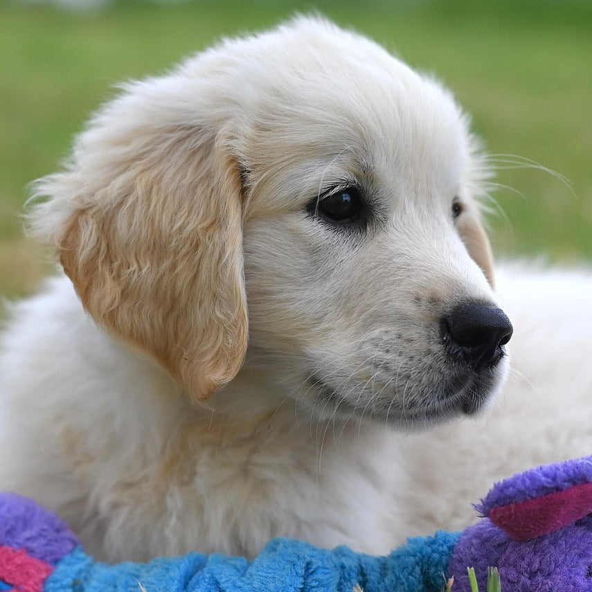 White golden retriever puppy with a colorful toy in grass