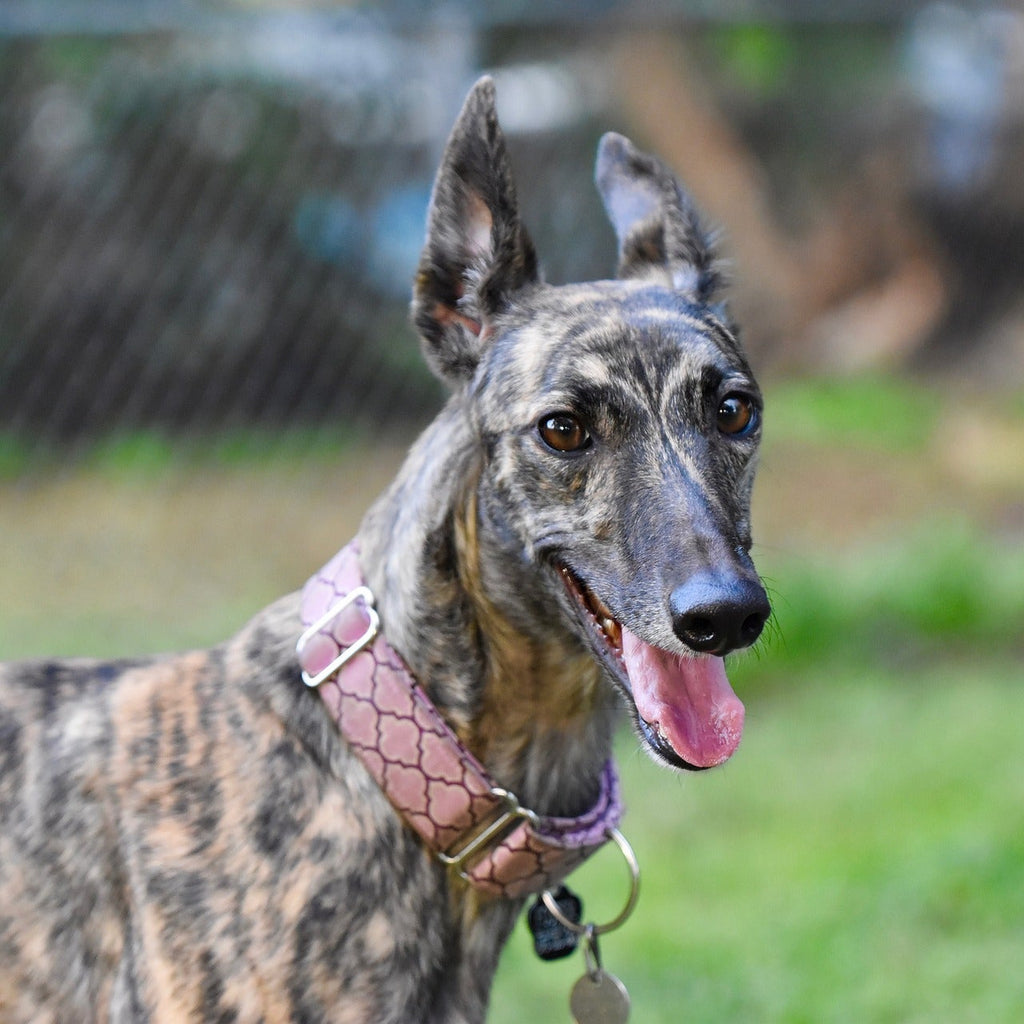 Dog with a pink collar standing outdoors on a grassy area