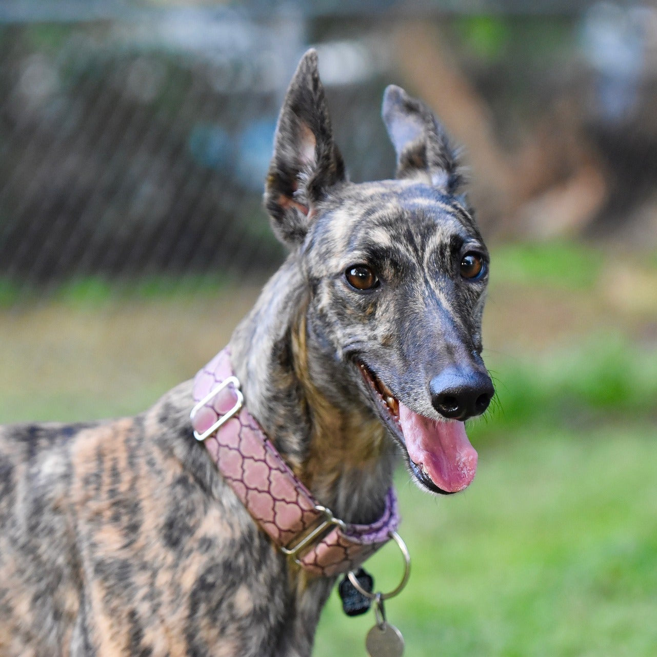 Dog with a pink collar standing outdoors on a grassy area