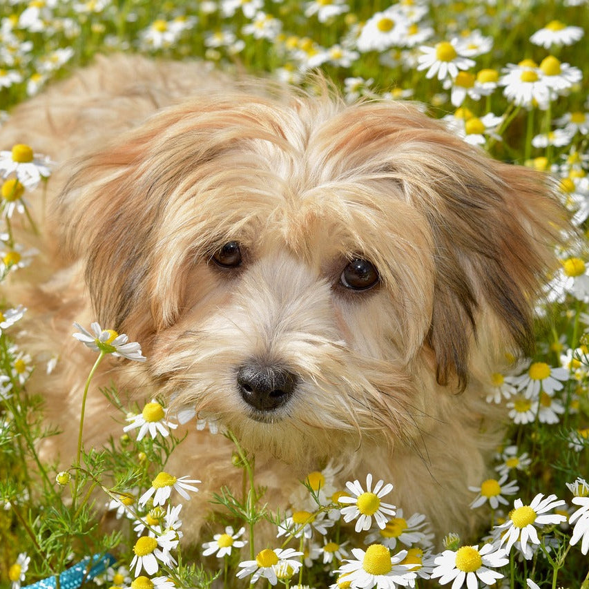 havanese dog laying in the grass with daisies around