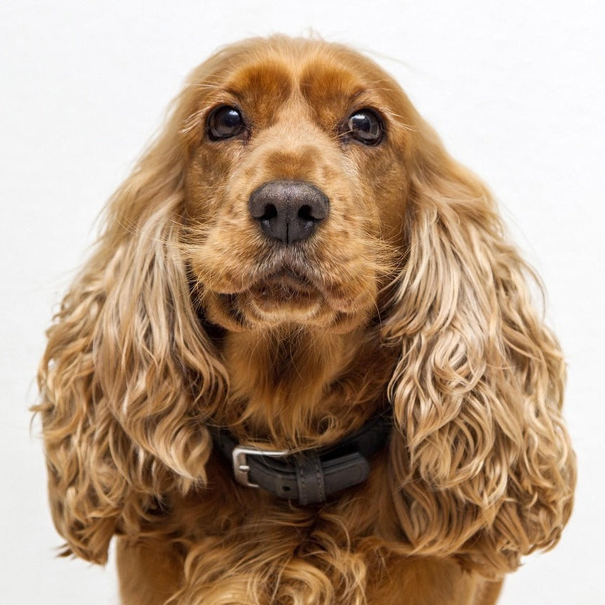 cocker spaniel